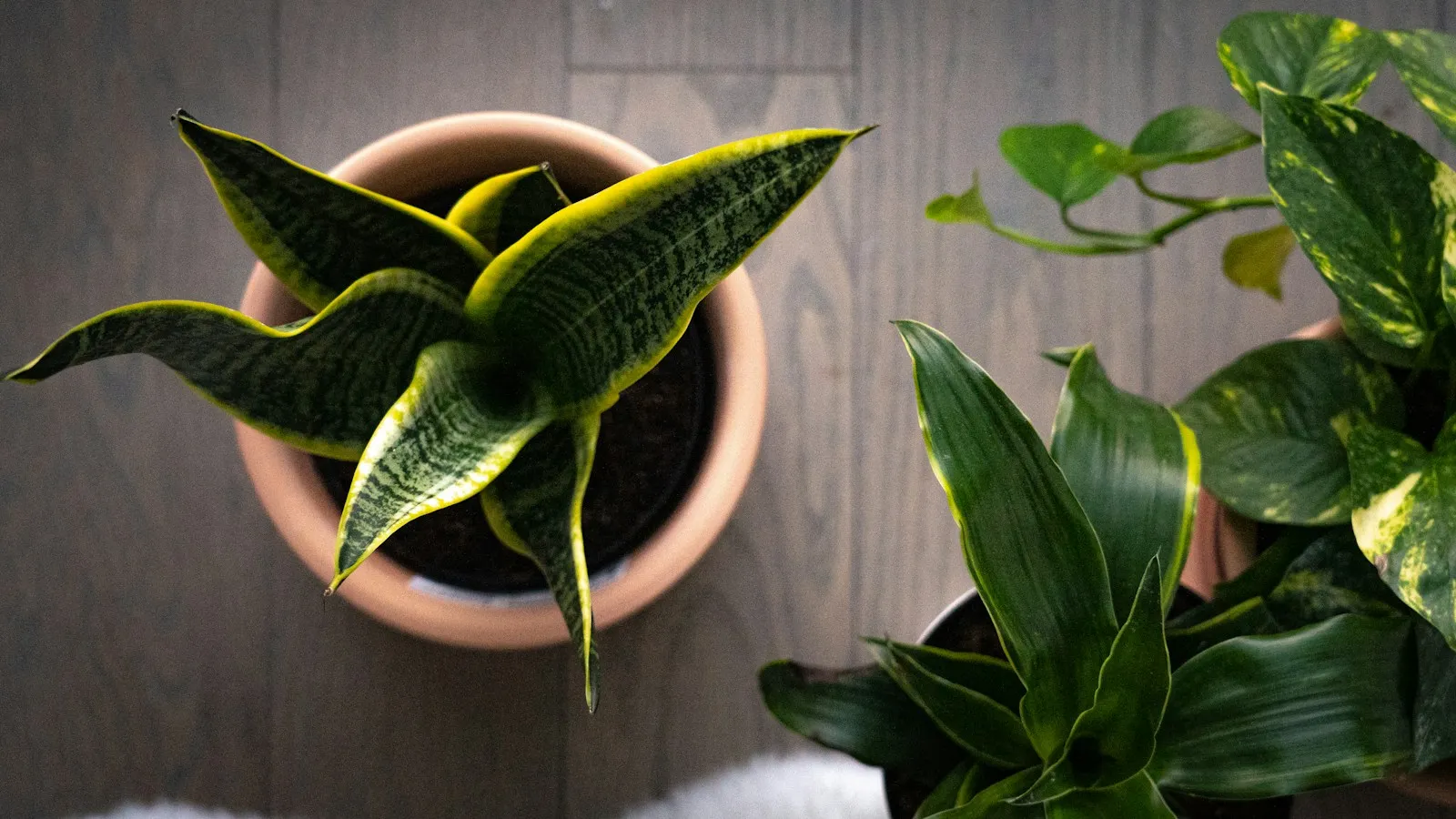 Potted snake plant and other houseplants seen from above