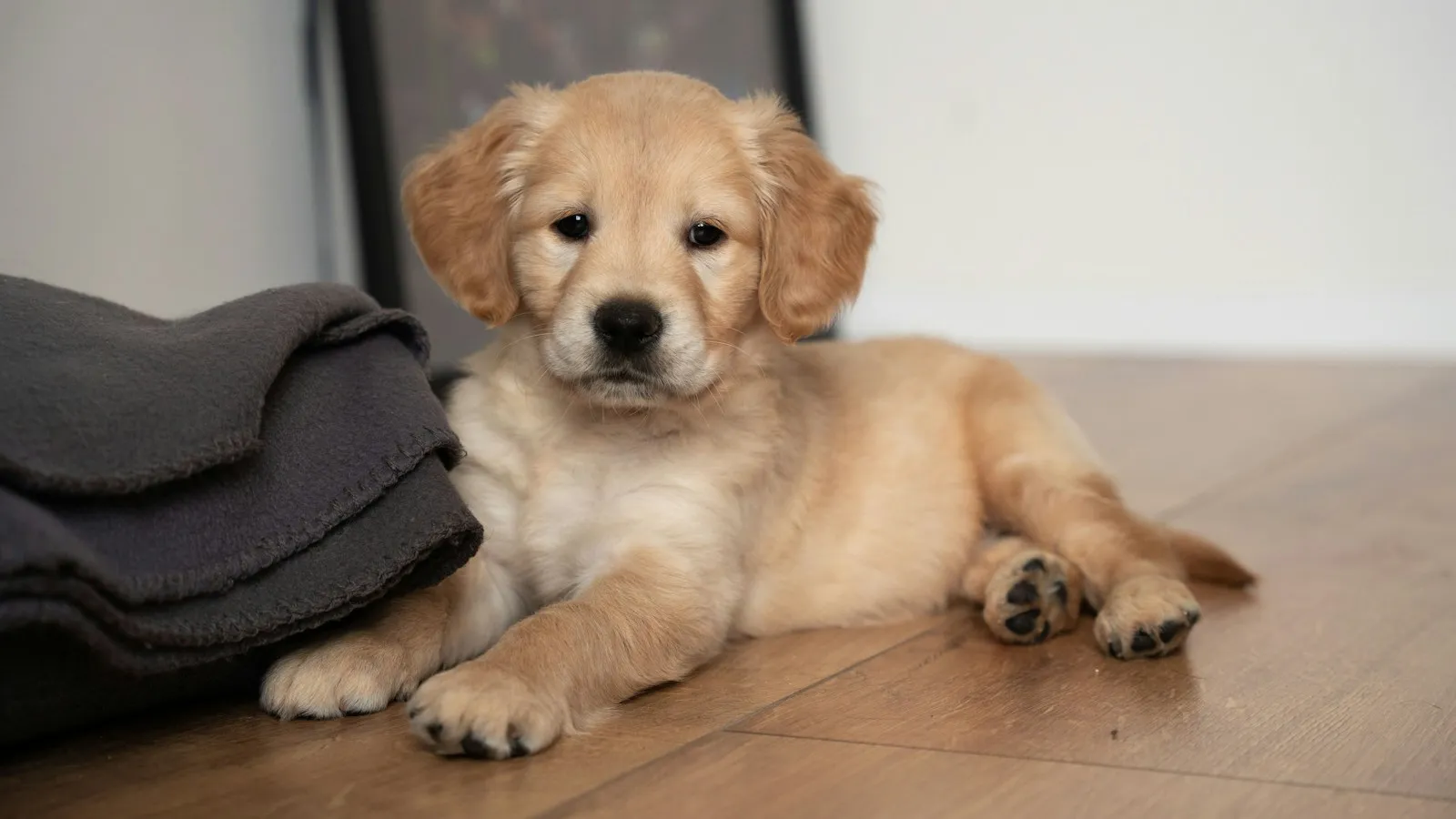 Golden retriever puppy lying on a wood floor next to a blanket